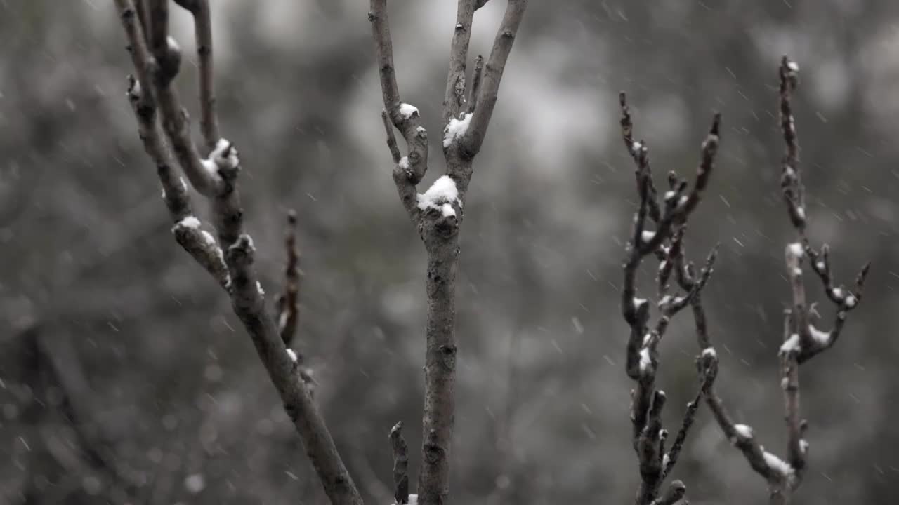 雪中的树枝树干视频素材