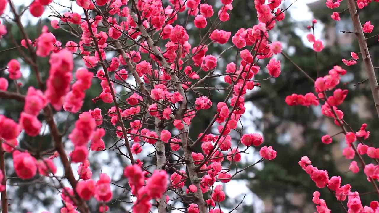 春天梅花盛开，鸟儿在红梅枝头视频素材