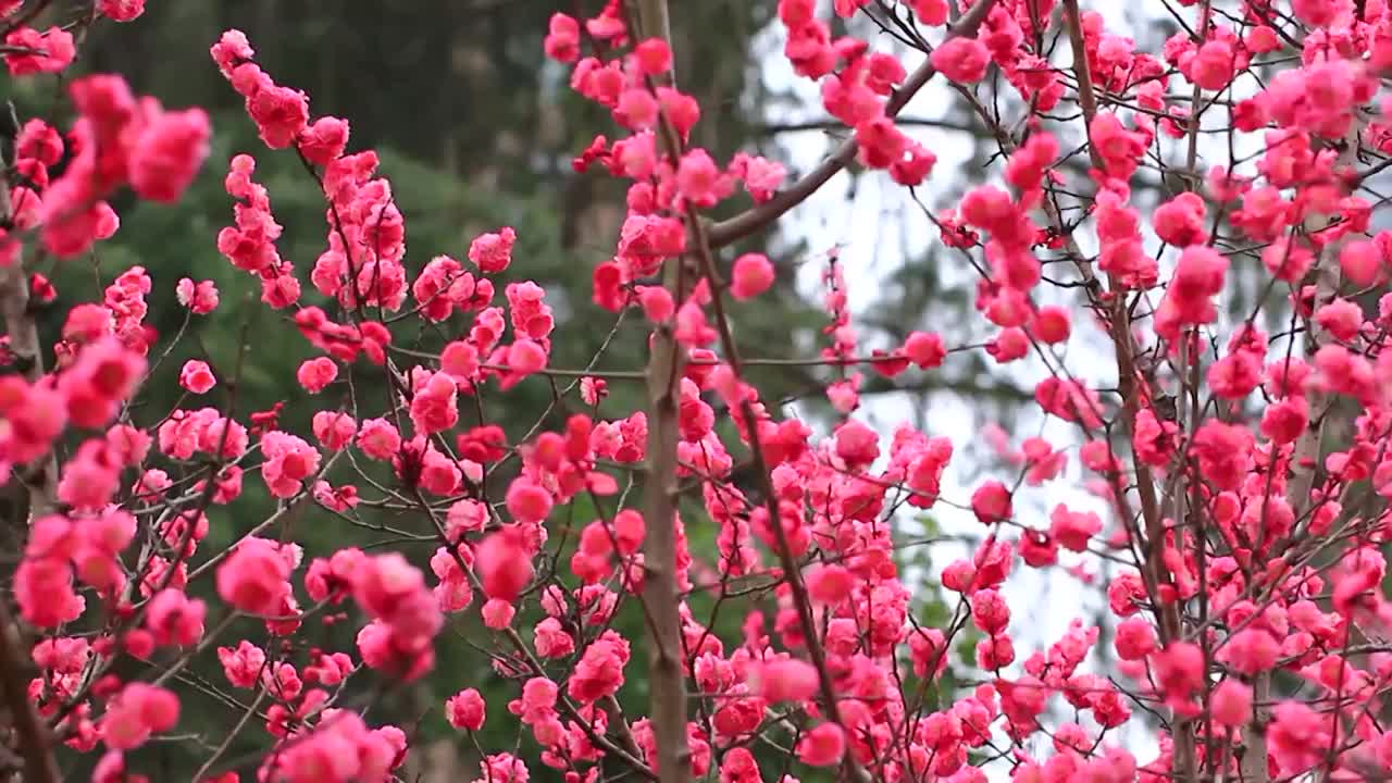 春天梅花盛开，鸟儿在红梅枝头视频素材