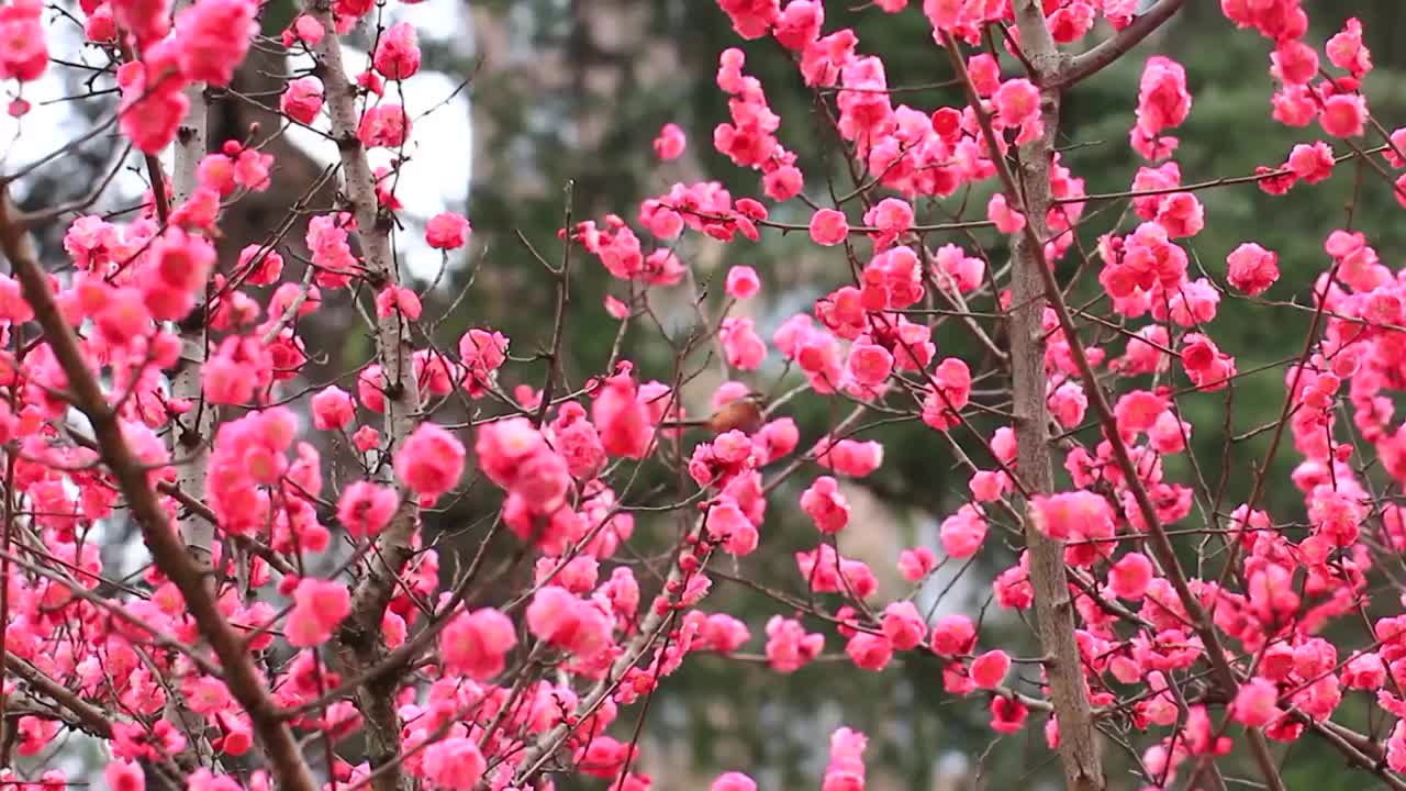 春天梅花盛开，鸟儿在红梅枝头视频素材