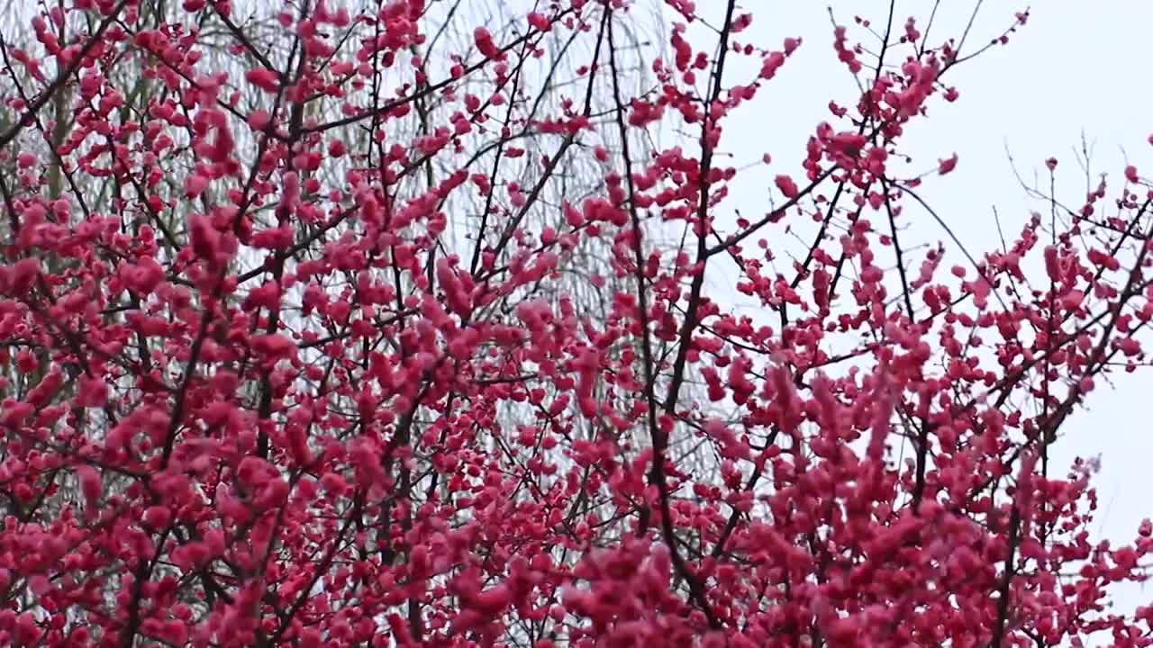 春天梅花盛开，鸟儿在红梅枝头视频素材