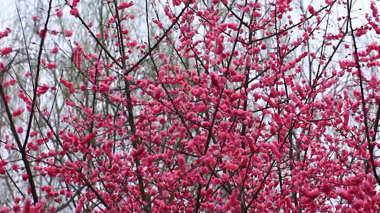 春天梅花盛开，鸟儿在红梅枝头视频素材