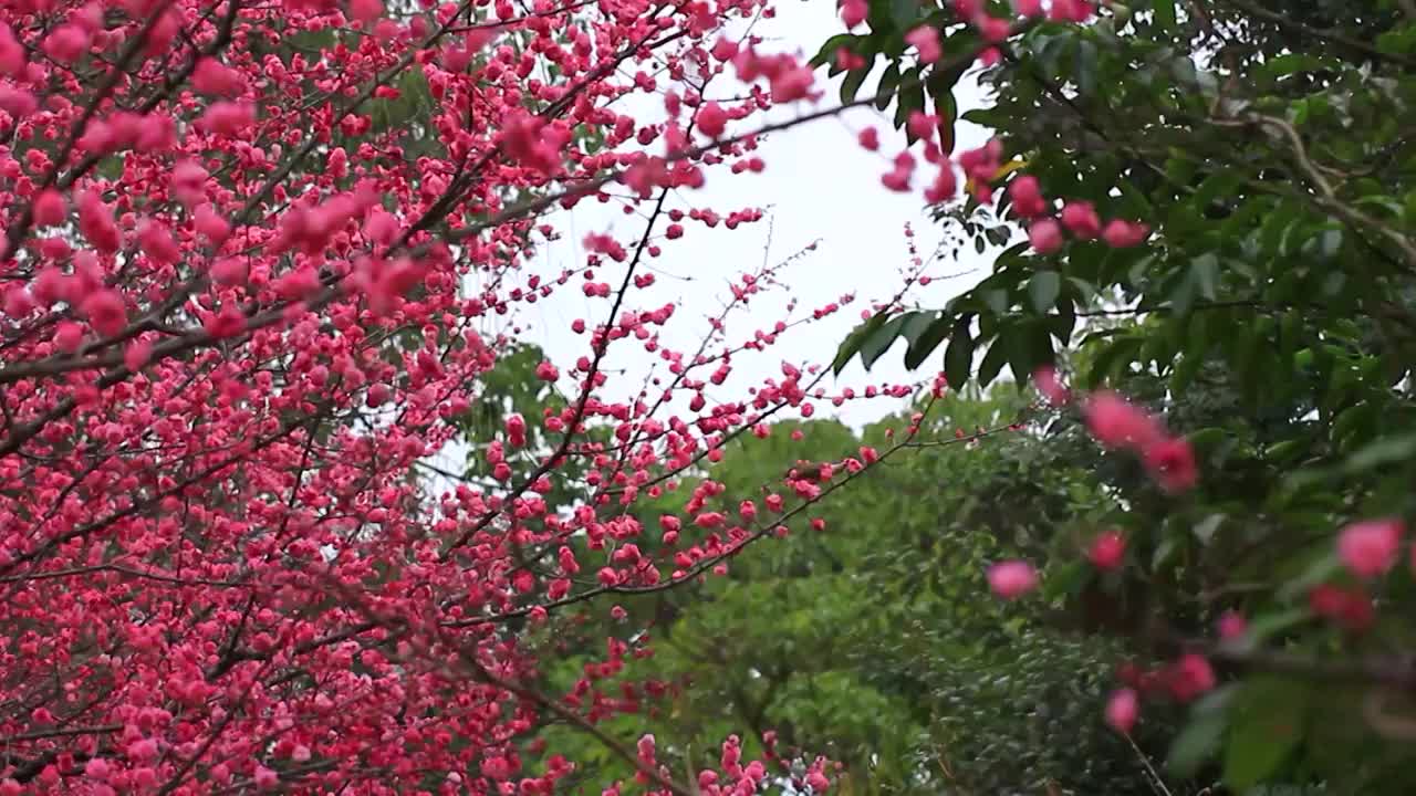 春天梅花盛开，鸟儿在红梅枝头视频素材