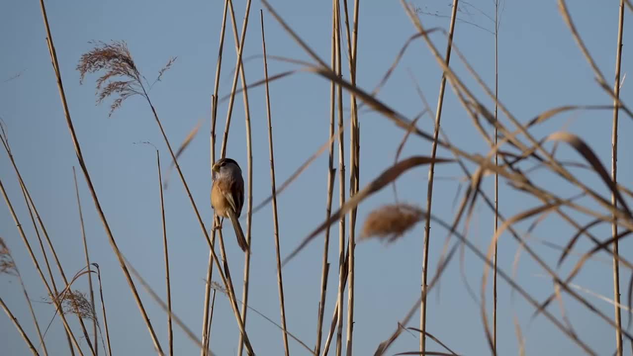 震旦鸦雀视频素材