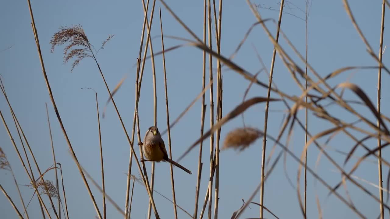 震旦鸦雀视频素材