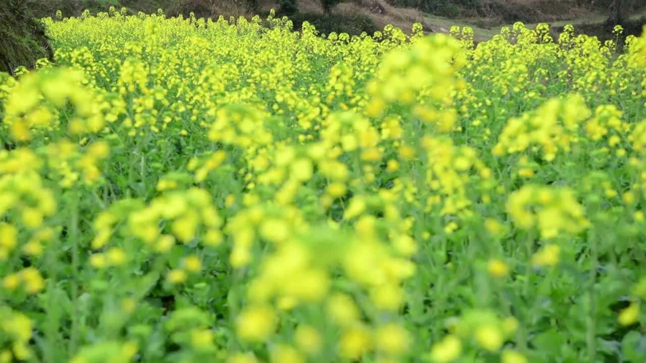 油菜花视频素材