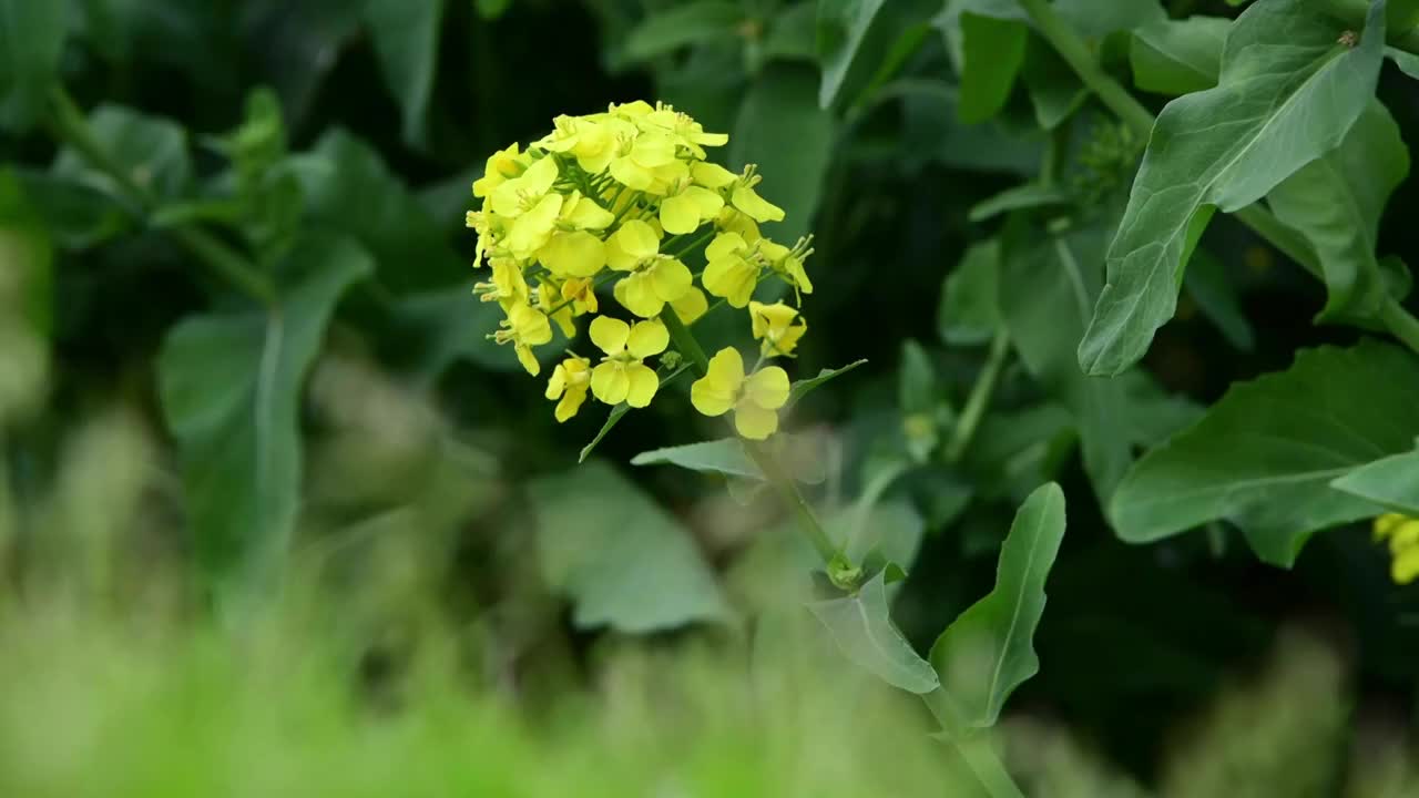 油菜花特写运动拍摄视频素材