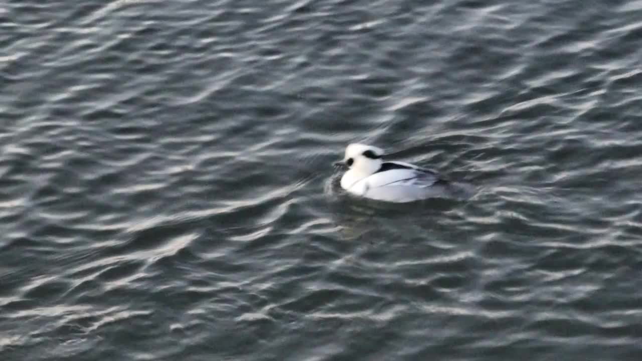 北京怀柔水库春天暮色下斑头秋沙鸭航拍视频素材