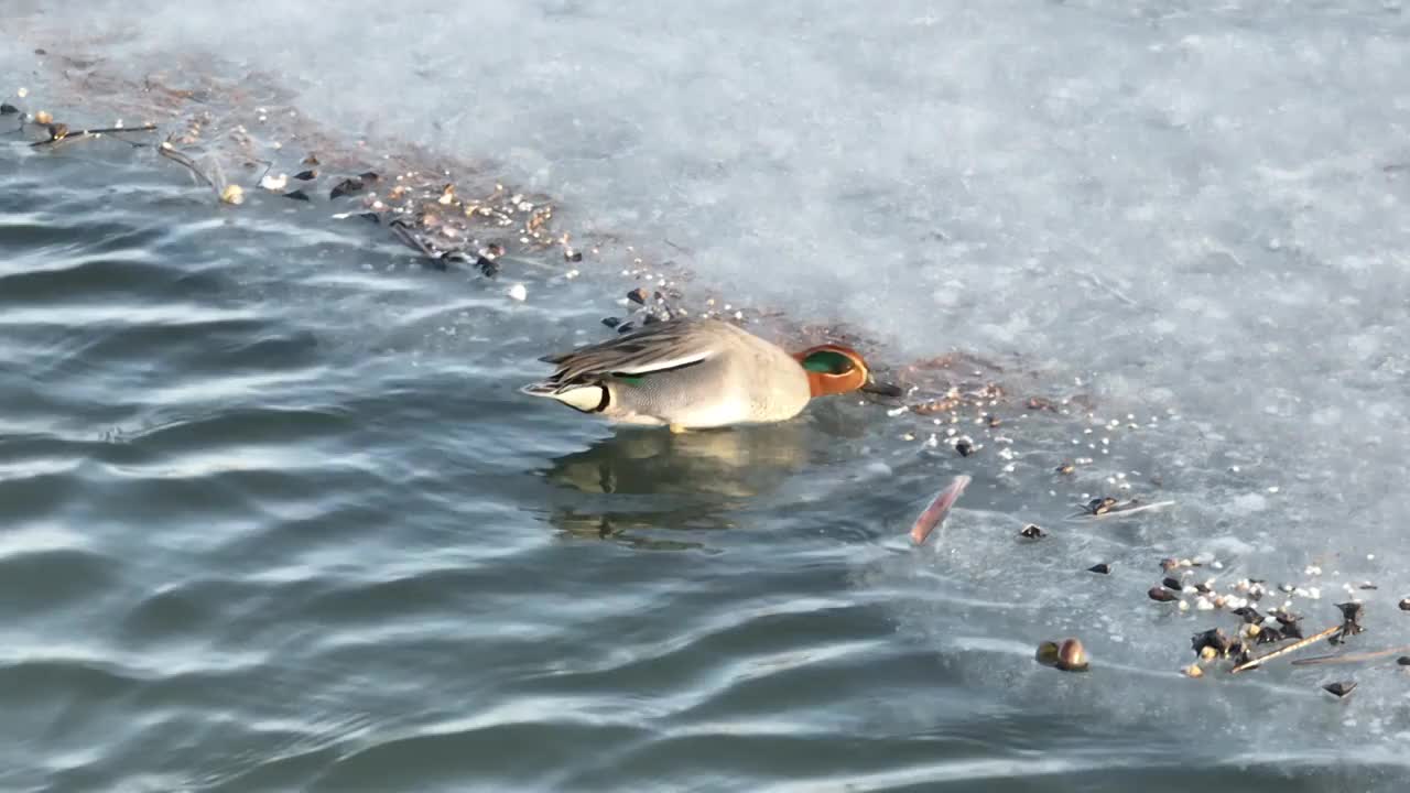 北京怀柔水库春天绿翅鸭觅食航拍视频素材