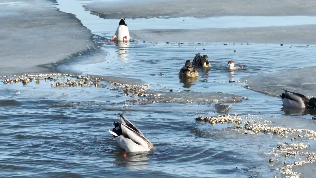 北京怀柔水库春天绿头鸭觅食航拍视频素材