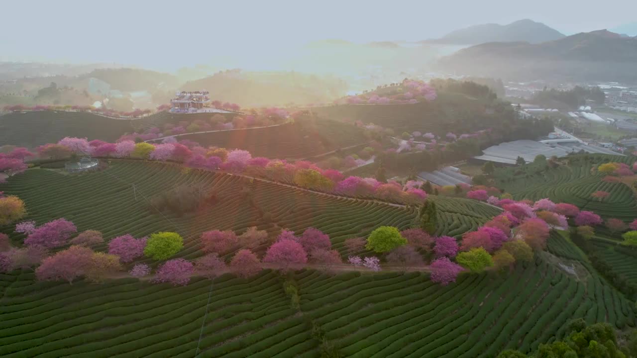 中国福建省永福台品樱花园的日出视频素材