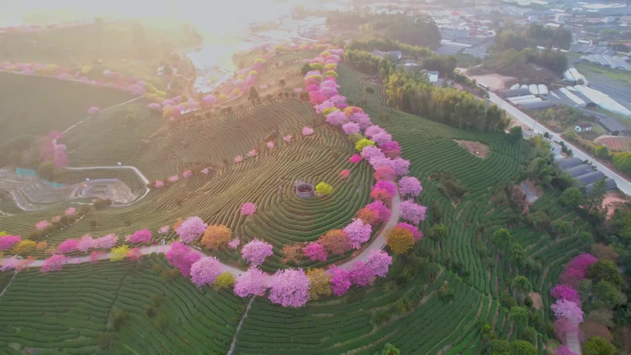 中国福建省永福台品樱花园的日出视频素材