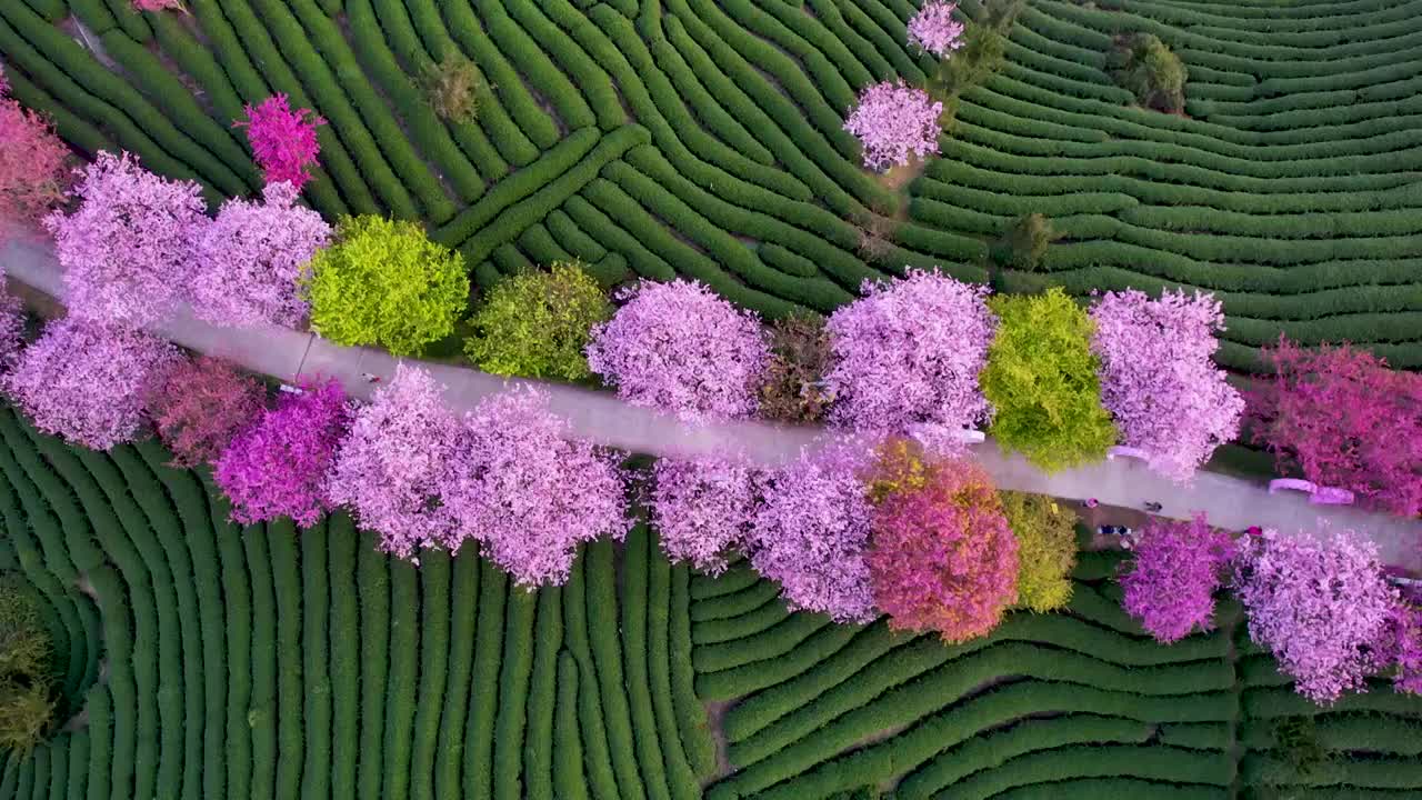 中国福建省永福台品樱花园盛开的樱花视频素材