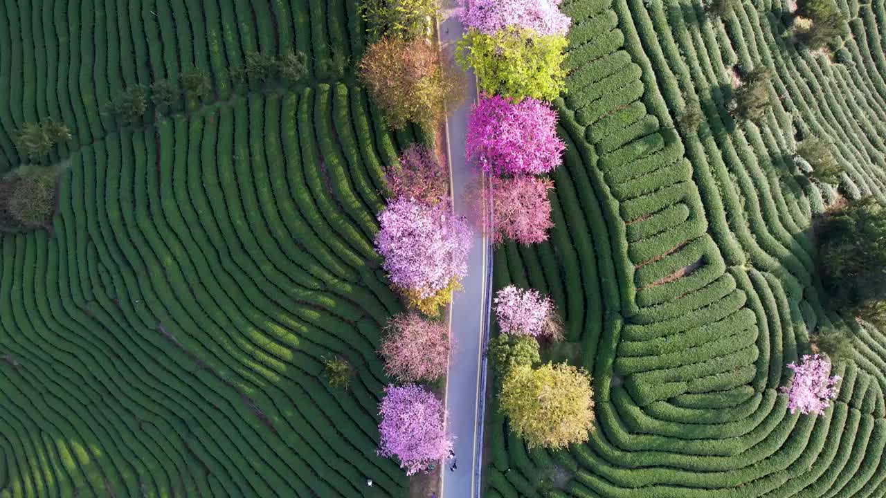 中国福建省永福台品樱花园盛开的樱花视频素材