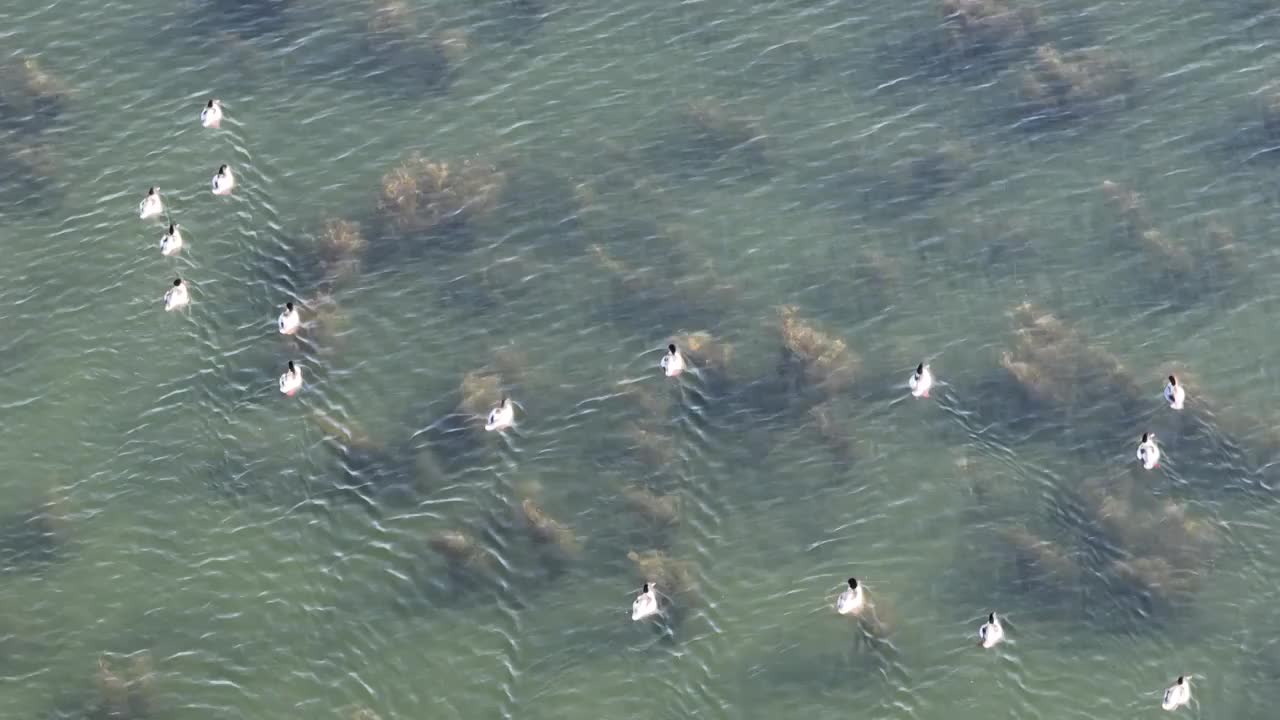 北京怀柔水库冬天普通秋沙鸭群航拍视频素材