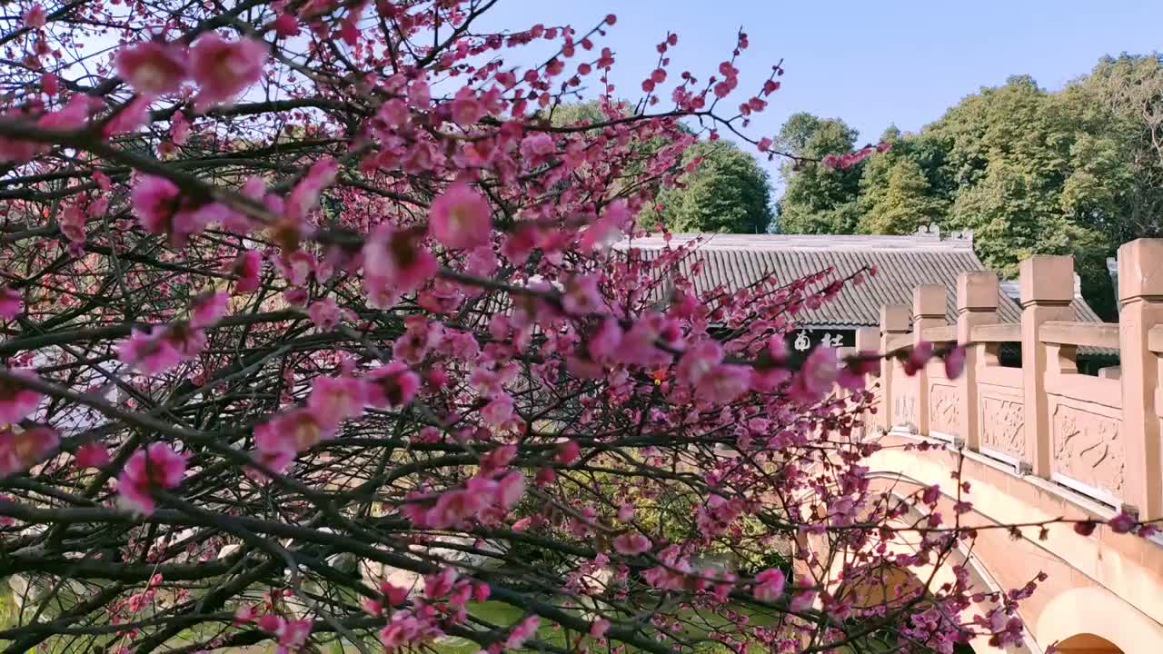 成都浣花溪公园杜甫草堂大门红梅盛开视频素材