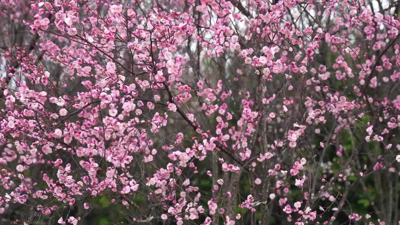 湖北大山里恩施农村梅花开春意浓视频素材