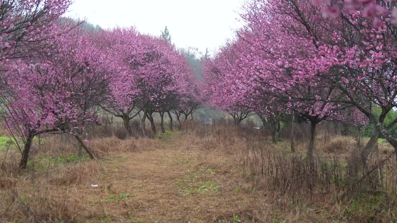 湖北大山里恩施农村梅花开春意浓视频素材