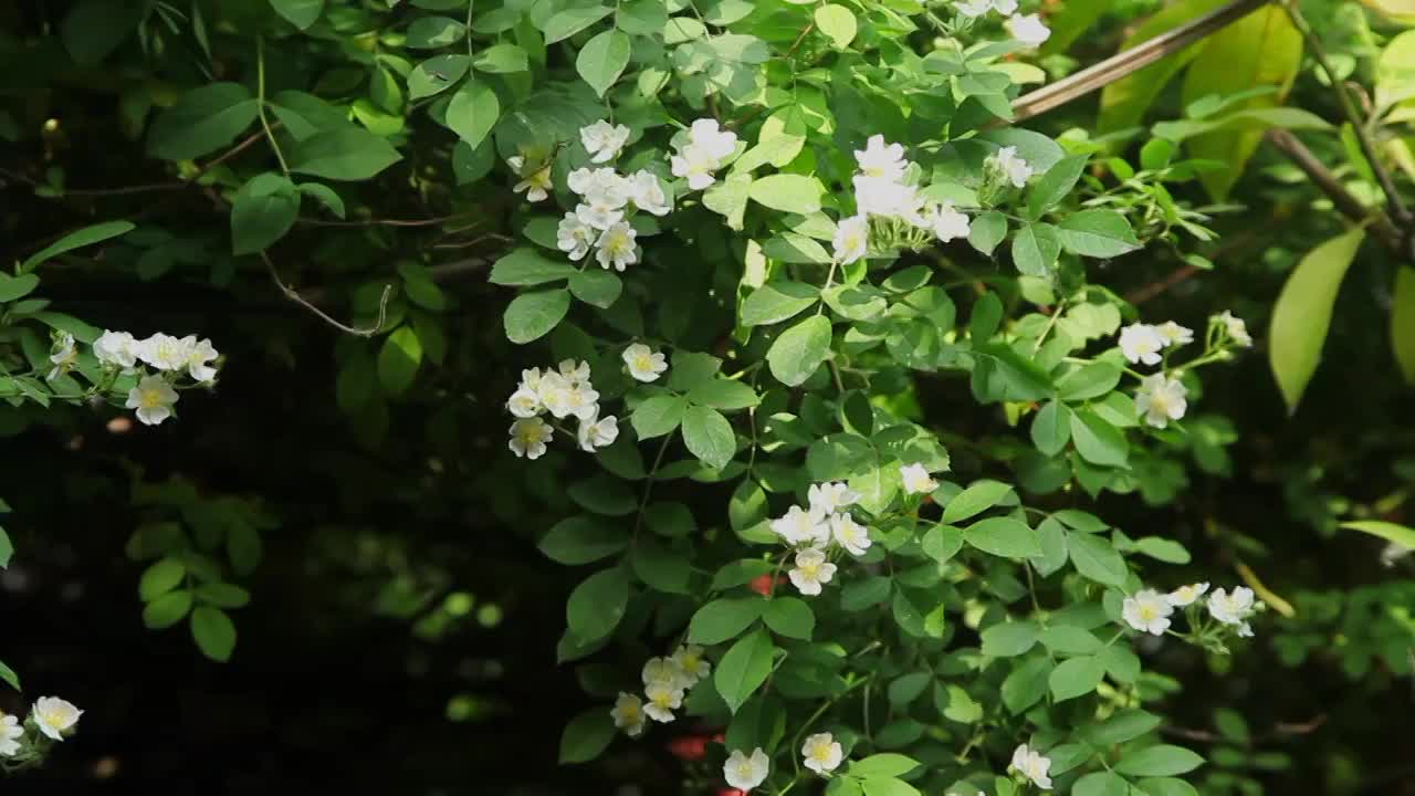 蔷薇花视频素材