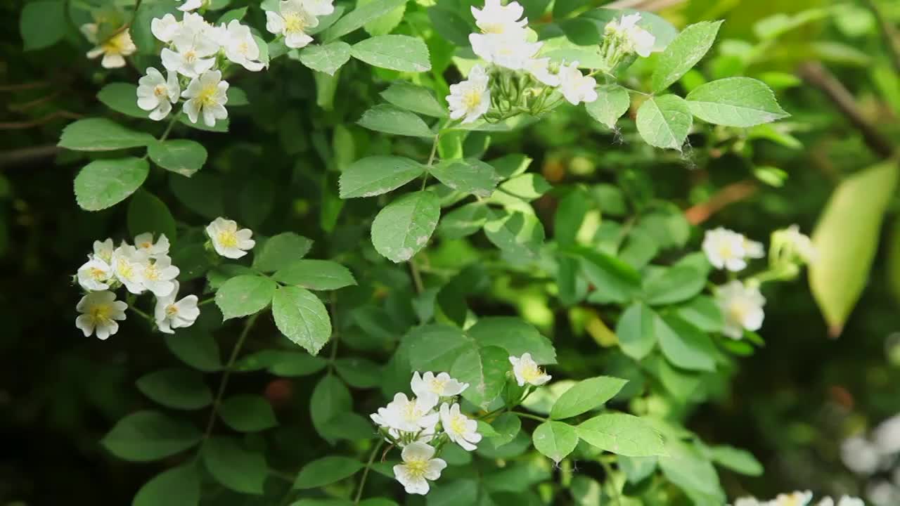 蔷薇花视频下载