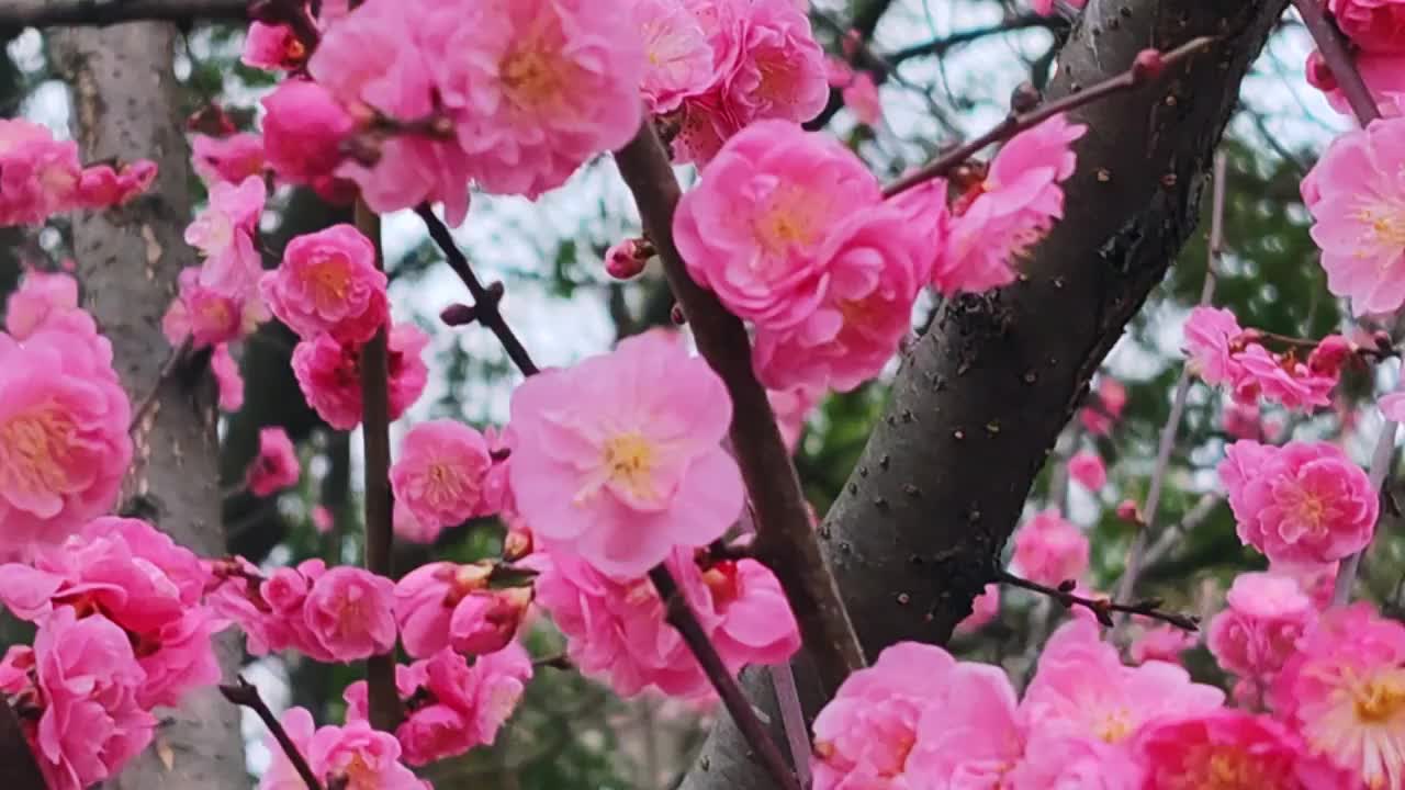 成都浣花溪公园红梅盛开视频素材