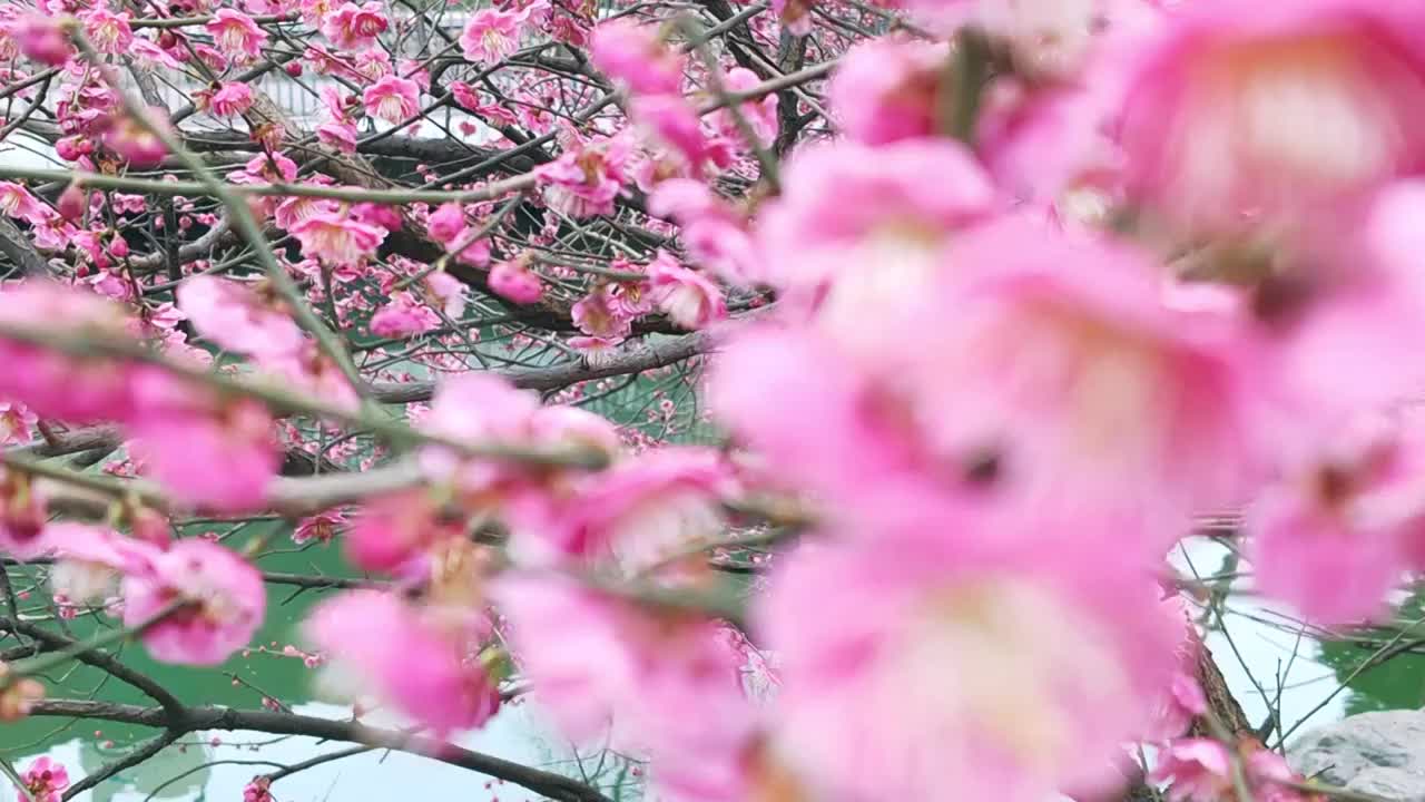 成都浣花溪公园红梅盛开视频素材