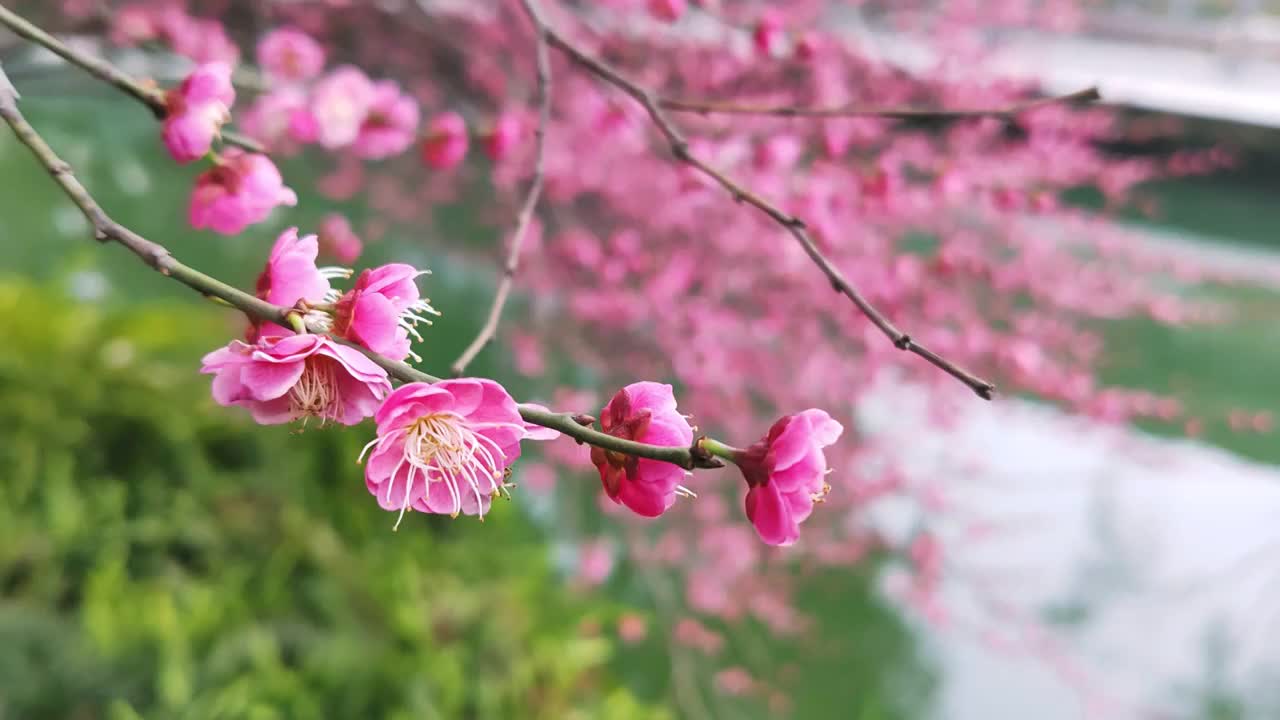 成都浣花溪公园红梅盛开视频素材