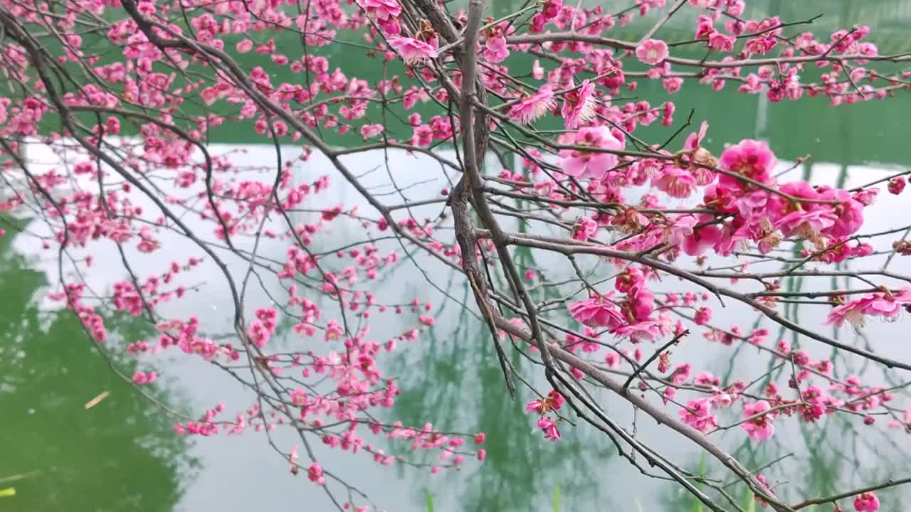 成都浣花溪公园梅花盛开视频素材