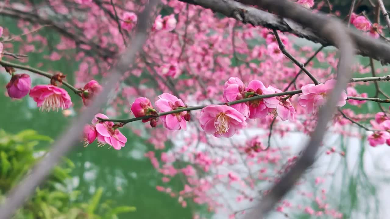 成都浣花溪公园梅花盛开视频素材