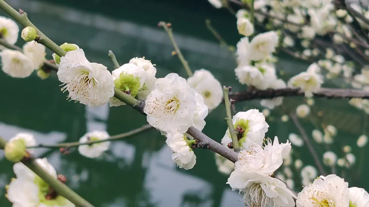 成都浣花溪公园梅花盛开视频素材