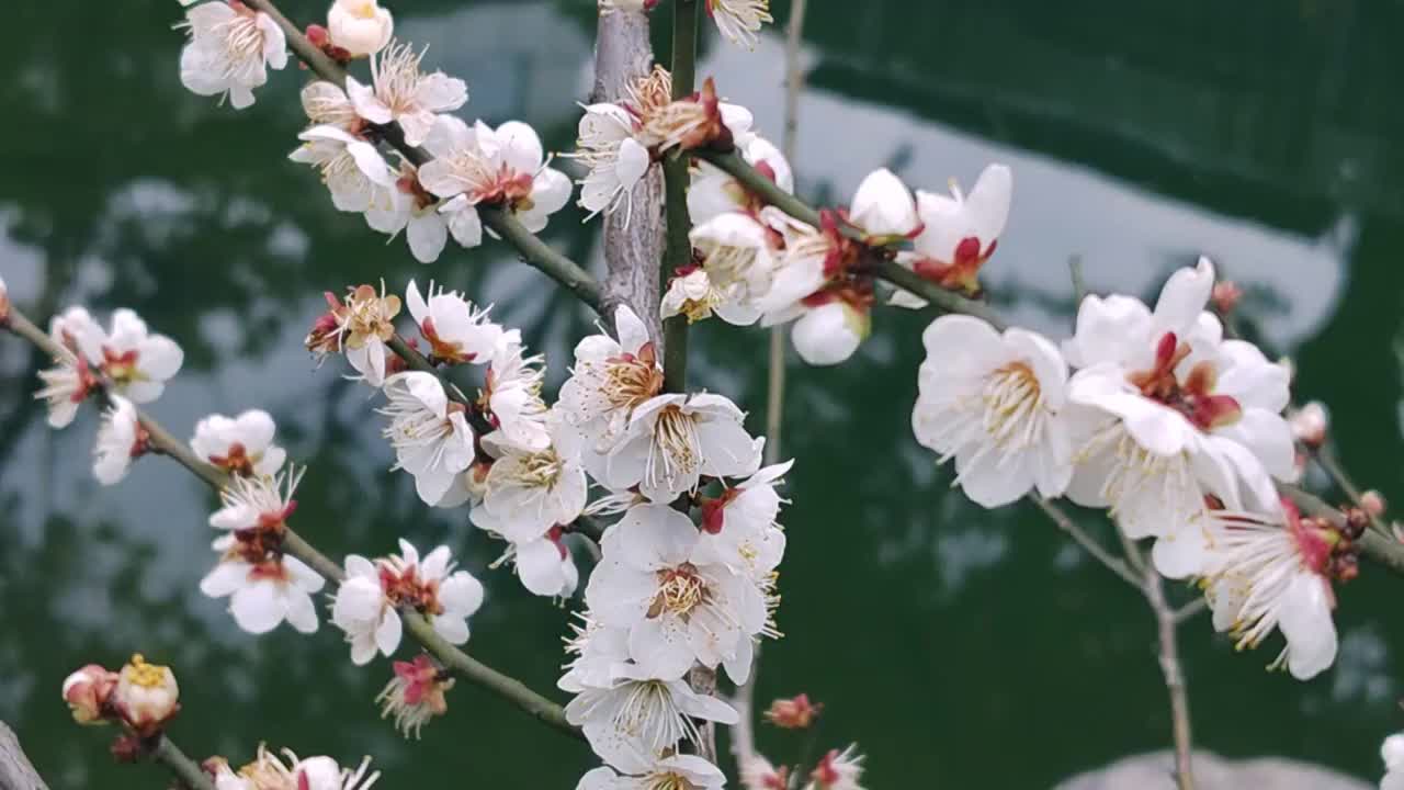 成都浣花溪公园梅花盛开视频素材