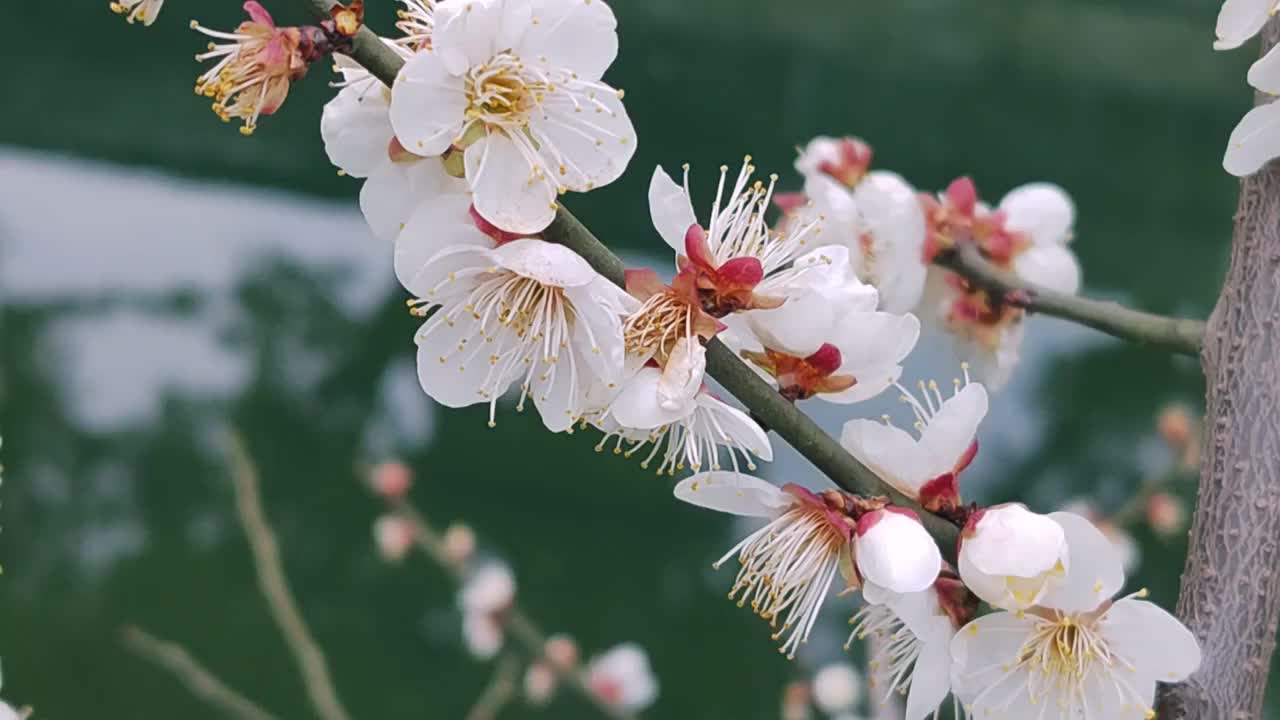 成都浣花溪公园梅花盛开视频素材