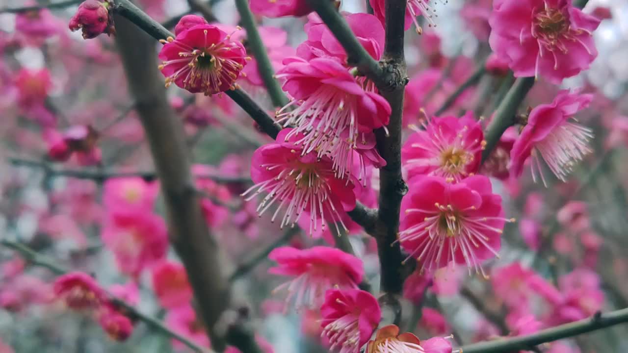 成都浣花溪公园梅花盛开视频素材