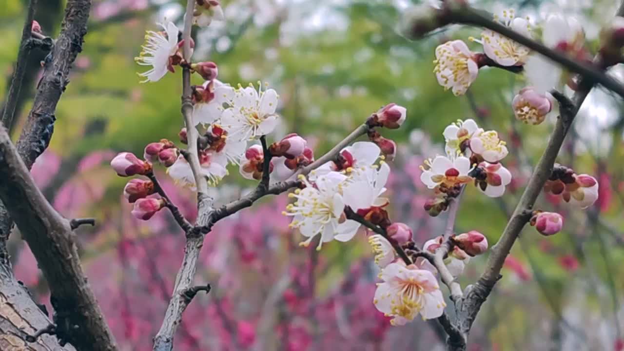 成都浣花溪公园梅花盛开视频素材