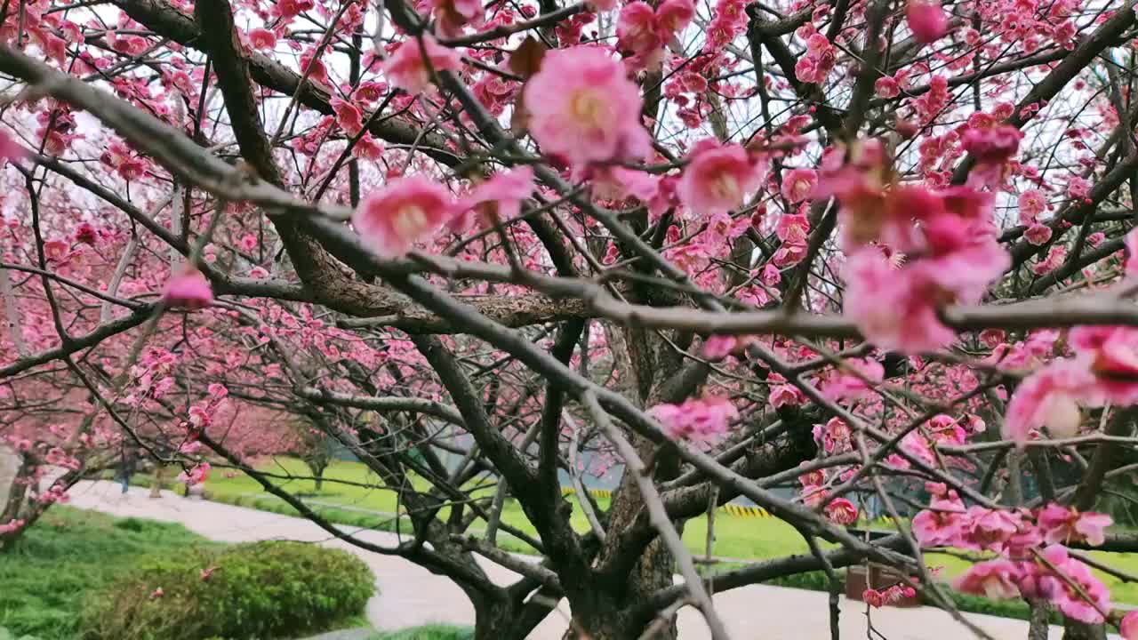 成都浣花溪公园梅花盛开视频素材