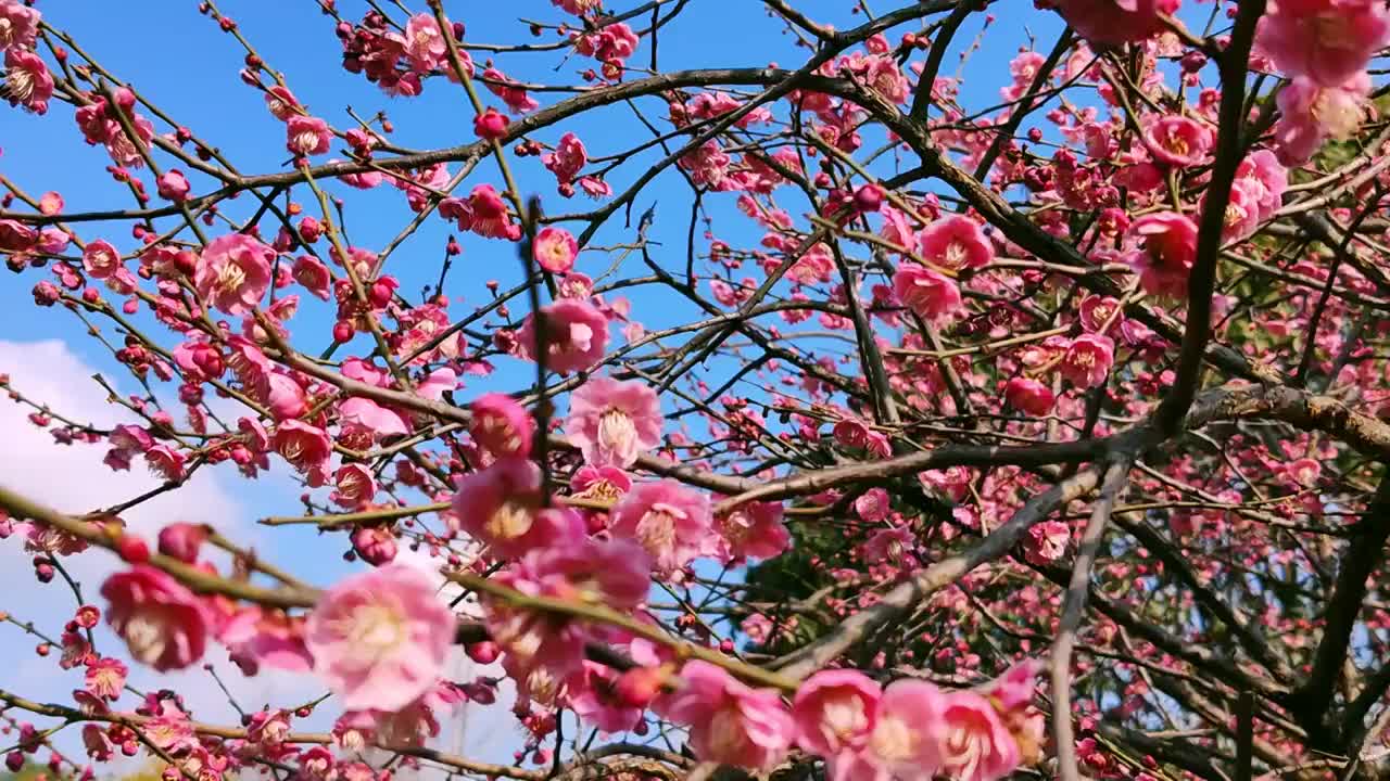 成都浣花溪公园梅花盛开视频素材