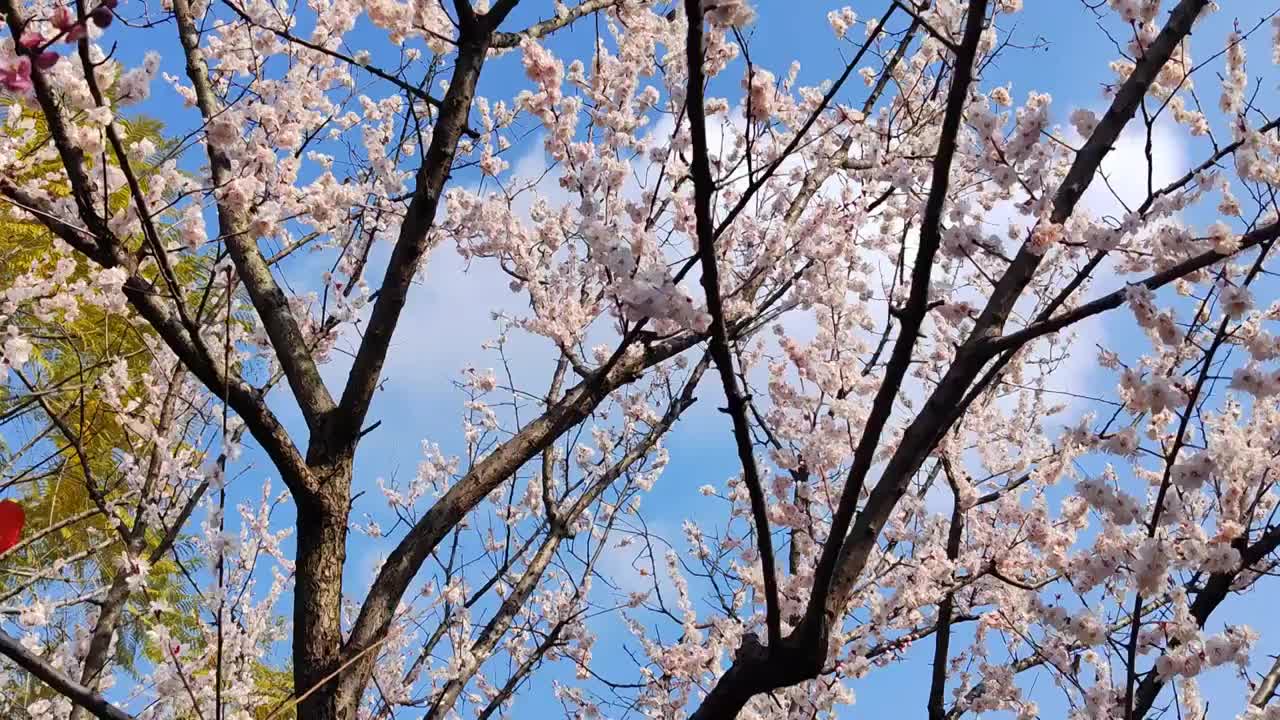 成都浣花溪公园梅花盛开视频素材