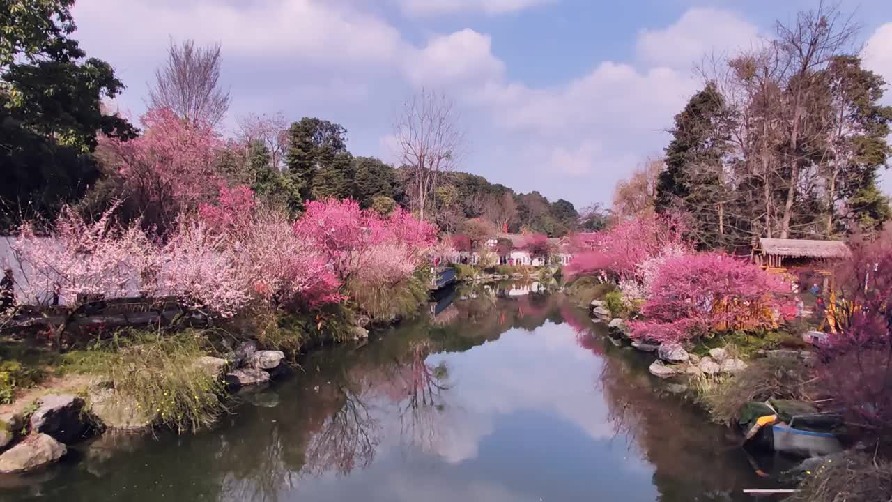 成都浣花溪公园梅花盛开视频素材