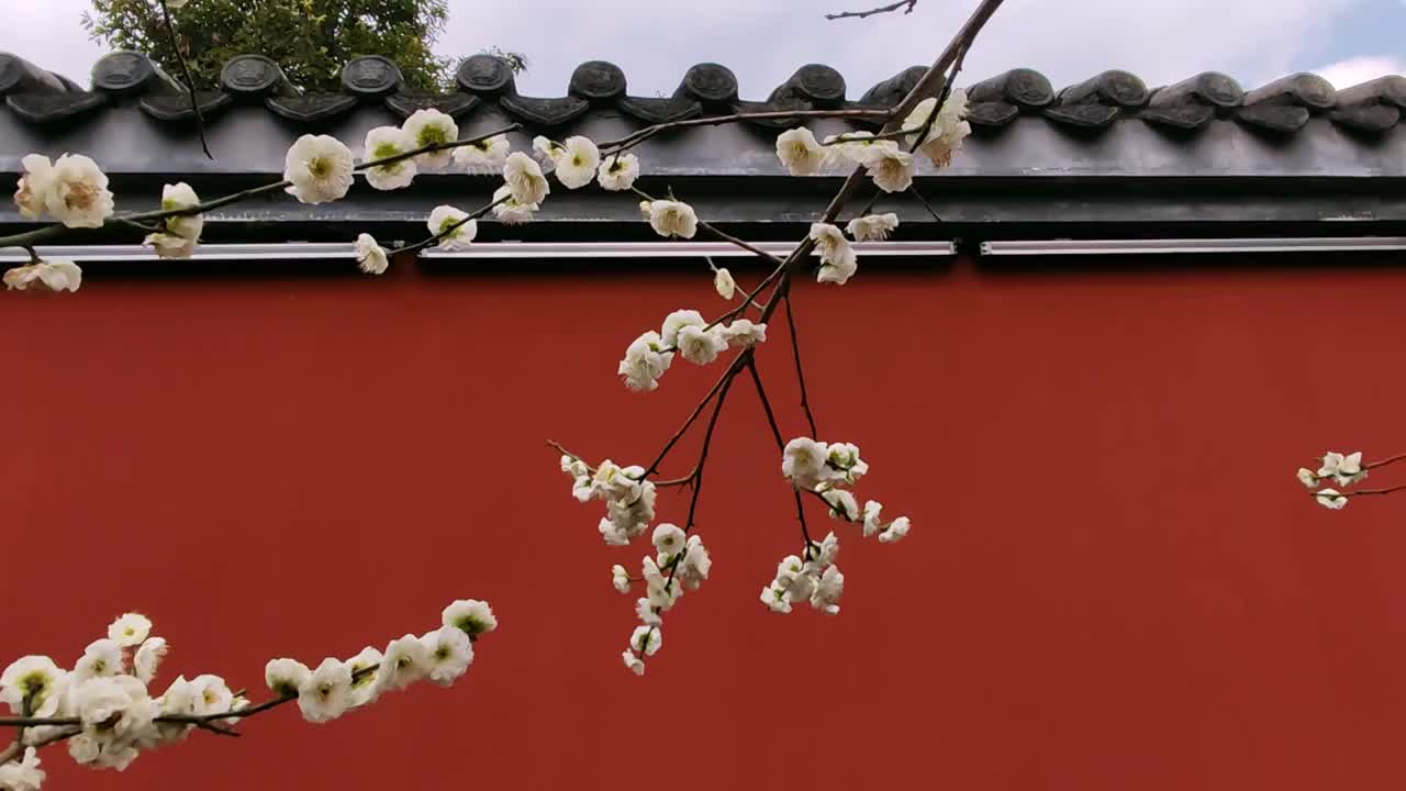 成都浣花溪公园梅花盛开视频素材