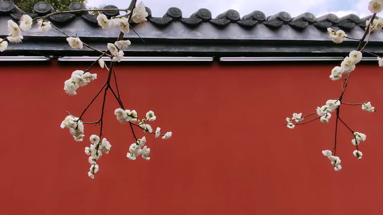 成都浣花溪公园梅花盛开视频素材