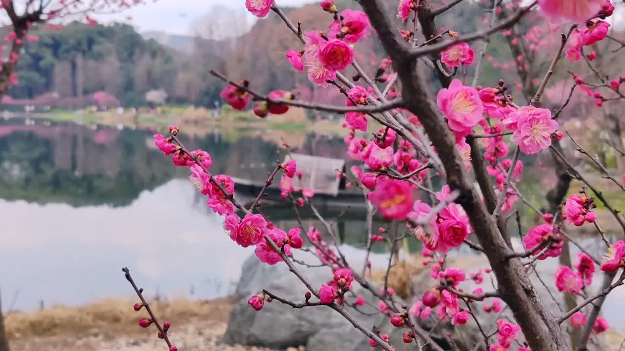 成都浣花溪公园梅花盛开视频素材