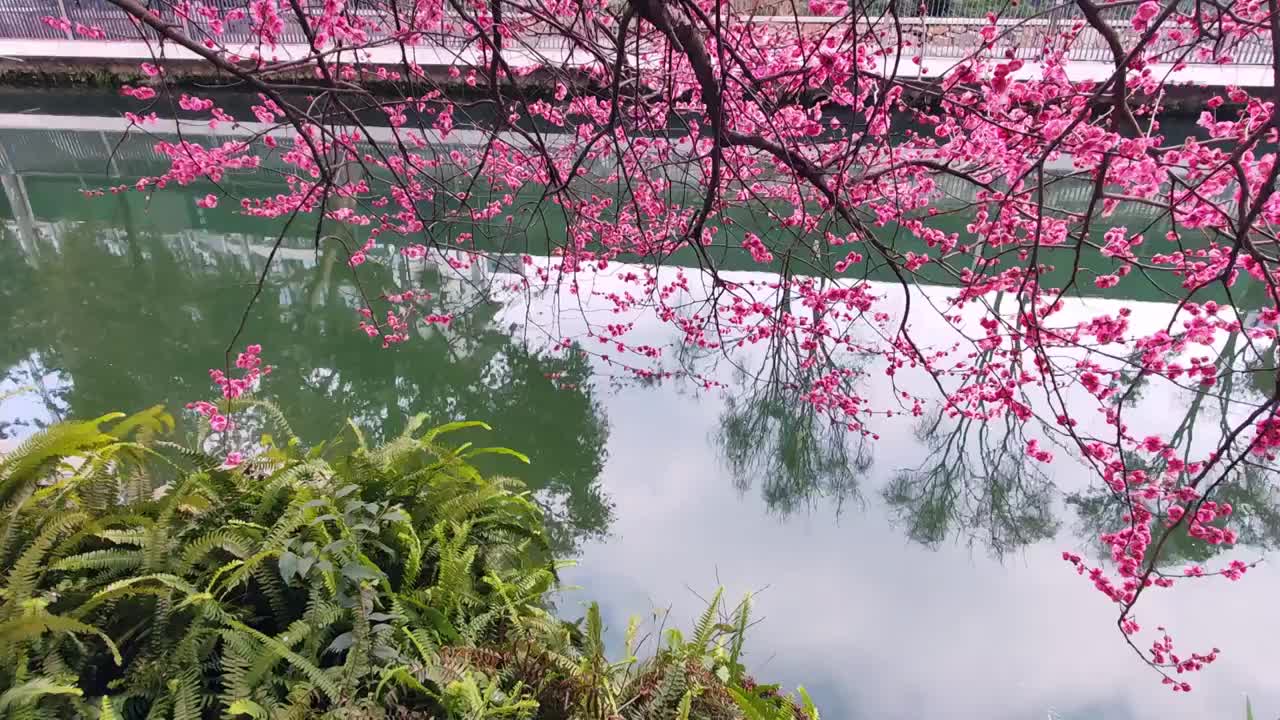 成都浣花溪公园梅花盛开视频素材