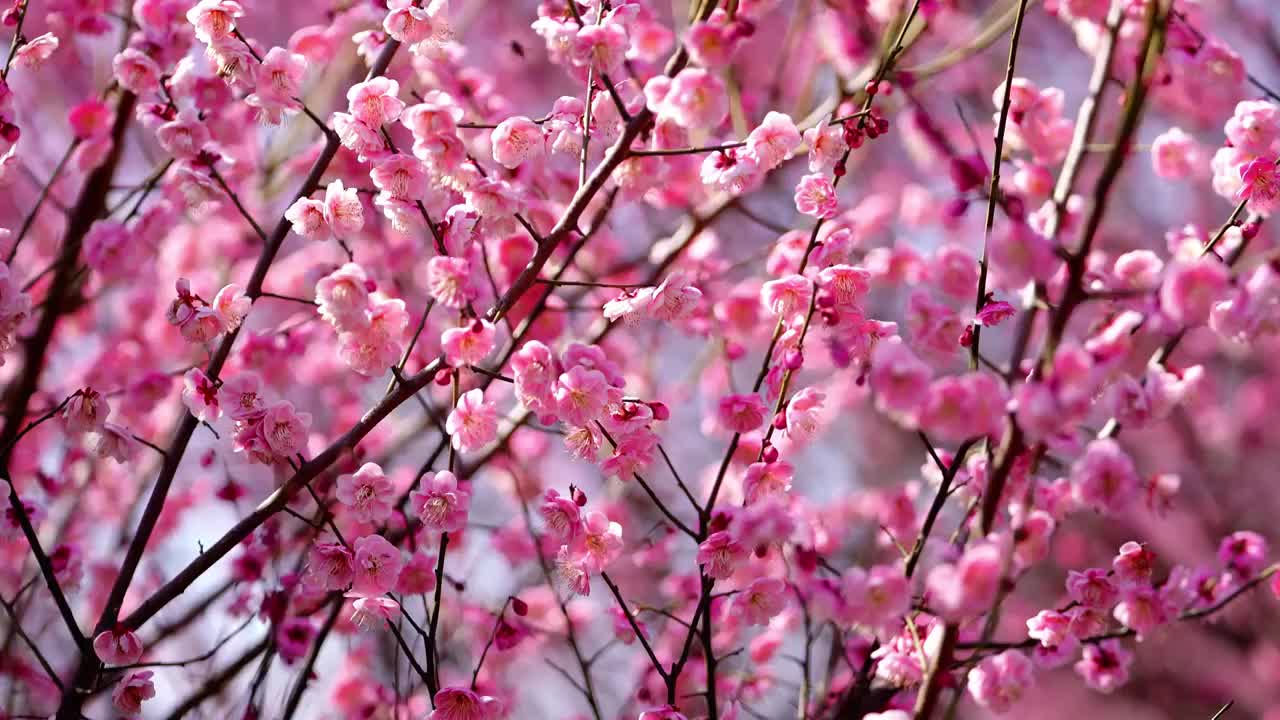 春天二月梅花盛开特写视频素材