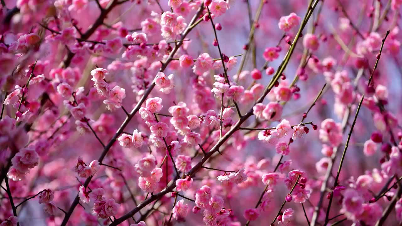 春天二月梅花盛开特写视频素材