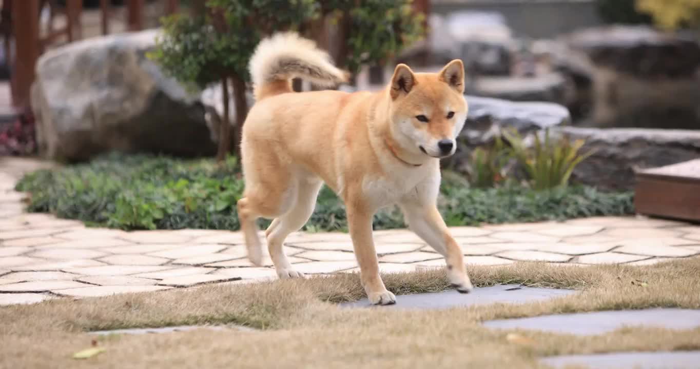 家中的宠物狗在奔跑视频素材