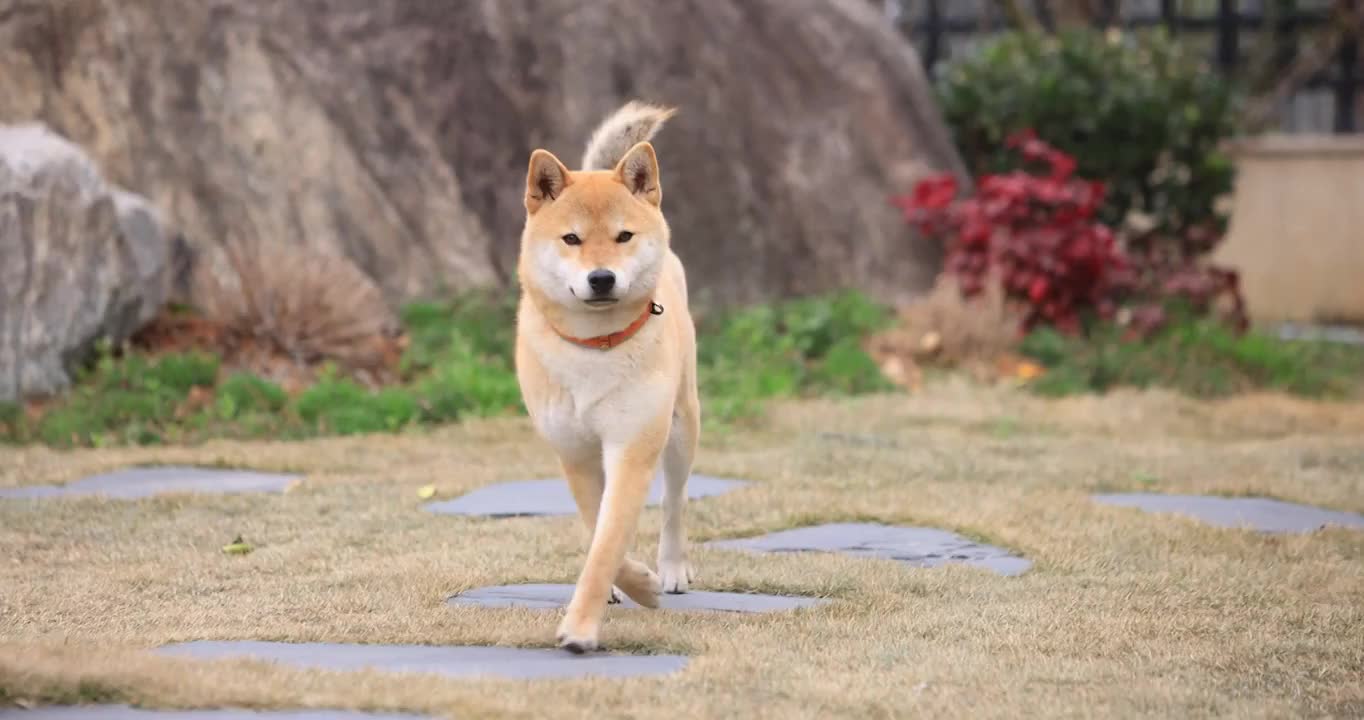 家中的宠物狗在奔跑视频素材