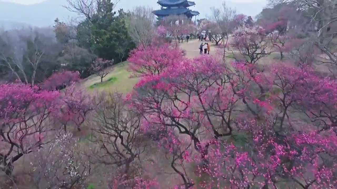 航拍春季的南京梅花山视频素材