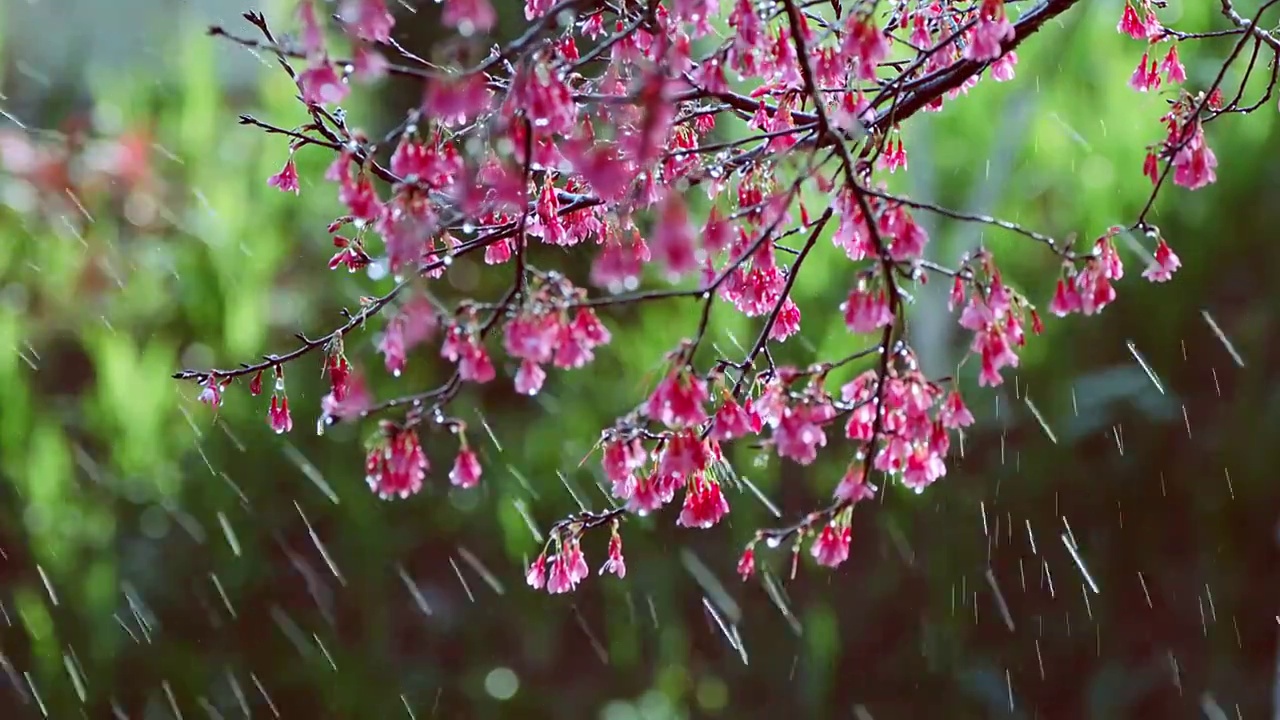 雨中的樱花视频素材