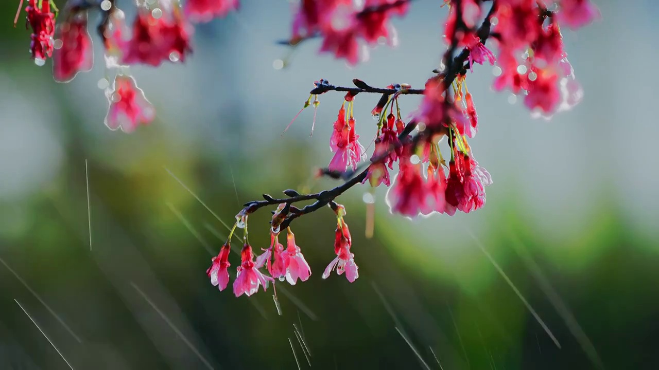 雨中的樱花视频素材