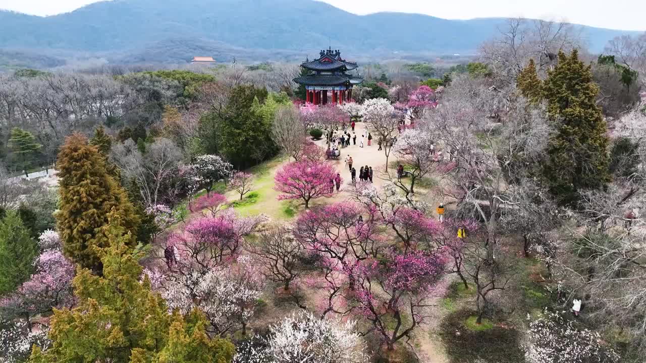 春到博爱阁，江苏南京视频素材